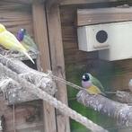 gouldamadines koppel, Dieren en Toebehoren, Vogels | Overige Vogels, Meerdere dieren, Tropenvogel