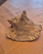 Grote fossielen schelp, Verzamelen, Mineralen en Fossielen, Verzenden, Fossiel
