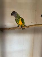 Te koop Bonte Boer man, Dieren en Toebehoren, Vogels | Parkieten en Papegaaien, Mannelijk, Parkiet