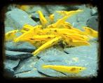 Neocaridina Yellow Fire,  gele aquarium garnalen, Dieren en Toebehoren, Vissen | Aquariumvissen, Kreeft, Krab of Garnaal, Zoetwatervis
