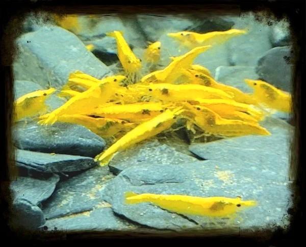 Neocaridina Yellow Fire,  gele aquarium garnalen, Dieren en Toebehoren, Vissen | Aquariumvissen, Zoetwatervis, Kreeft, Krab of Garnaal