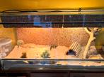 Tamme baardagaam en volledig terrarium!!!, Dieren en Toebehoren, Ophalen of Verzenden, Zo goed als nieuw