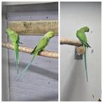 Afrikaanse halsbandparkieten 1-2, Dieren en Toebehoren, Meerdere dieren, Parkiet, Geringd