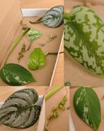 Stekjesbox Monstera variegata, Overige soorten, Minder dan 100 cm, Ophalen of Verzenden, Halfschaduw