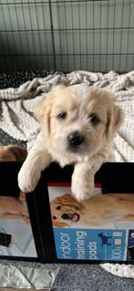 Pup te koop, heerlijk knuffeldier!, 8 tot 15 weken, Meerdere, Meerdere dieren, Middel