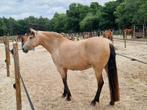 Leuke leergierige en enthousiaste verzorgster gezocht, Dieren en Toebehoren, Paarden en Pony's | Overige Paardenspullen, Ophalen of Verzenden