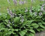 Hosta vaste plant aanbieding 4 voor 5 euro, Ophalen, Bodembedekkers, Vaste plant, Halfschaduw