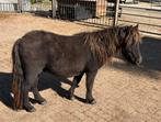 Grote Shetland pony ruin, Dieren en Toebehoren, Pony's, Ruin, Niet van toepassing, 0 tot 2 jaar, A pony (tot 1.17m)