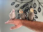 Schattige jonge valkparkietjes, valkparkiet, tam, geringd, Dieren en Toebehoren, Vogels | Parkieten en Papegaaien, Mannelijk, Parkiet