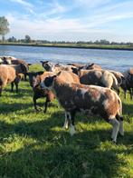 Bonte rammen, Mannelijk, Schaap