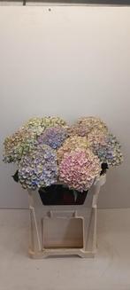 Hortensia planten, Vaste plant, Halfschaduw, Zomer, Ophalen