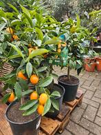 Sinaasappel / kumquat / limoen boompje €35, Ophalen, Minder dan 100 cm, Zomer