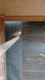 Koppel Witte zebravinken, Dieren en Toebehoren, Vogels | Kanaries, Meerdere dieren, Kleurkanarie