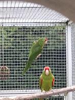 Finsch aratinga koppel, Dieren en Toebehoren, Meerdere dieren, Parkiet, Geringd