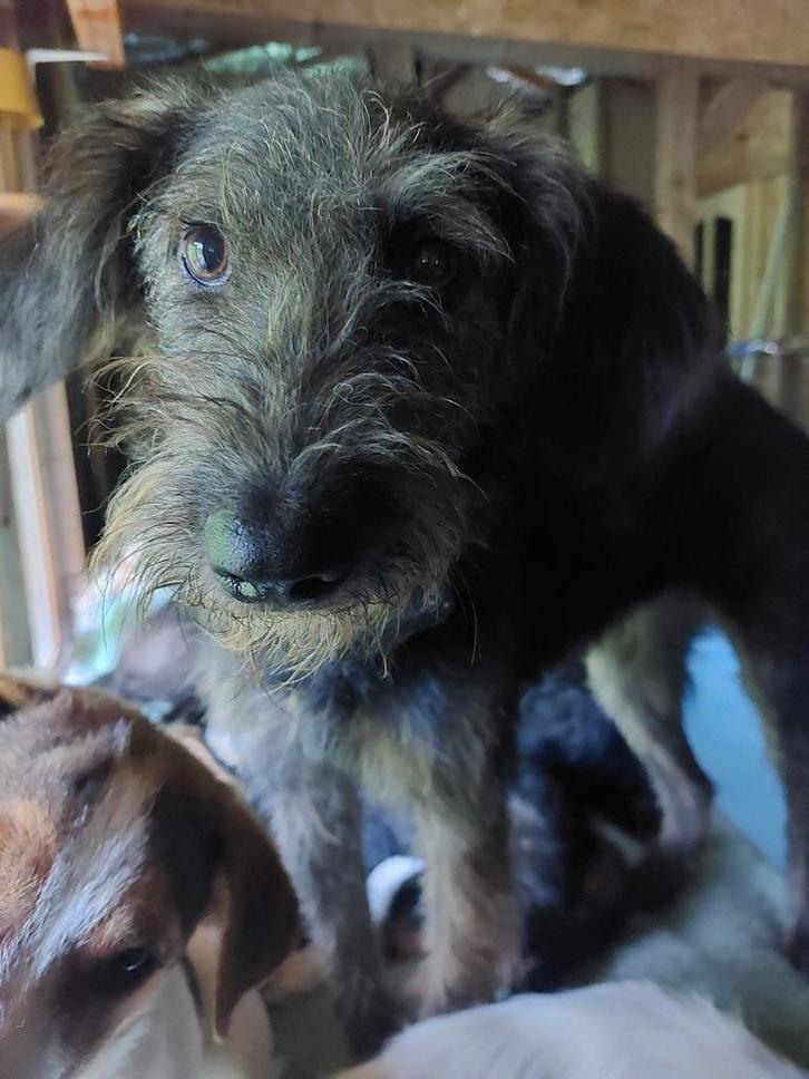Dodi zoekt een baasje!, Dieren en Toebehoren, Honden | Niet-rashonden, Middel, Teef, Handelaar, Eén hond, Buitenland, 15 weken tot 1 jaar