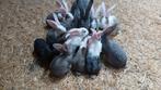 Duitse reuzen voedsters en rammen, Meerdere dieren, Groot, 0 tot 2 jaar