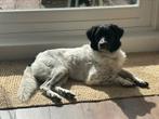Friese Stabij, 3 jaar, Dieren en Toebehoren, Honden | Chihuahua's en Gezelschapshonden, Eén hond, 3 tot 5 jaar, Nederland, Particulier