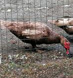 Kleurzuivere bruine muskus/ barberie/ kaapse eend, Dieren en Toebehoren