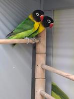 Meerdere Agaporniden, Dieren en Toebehoren, Meerdere dieren, Dwergpapegaai of Agapornis