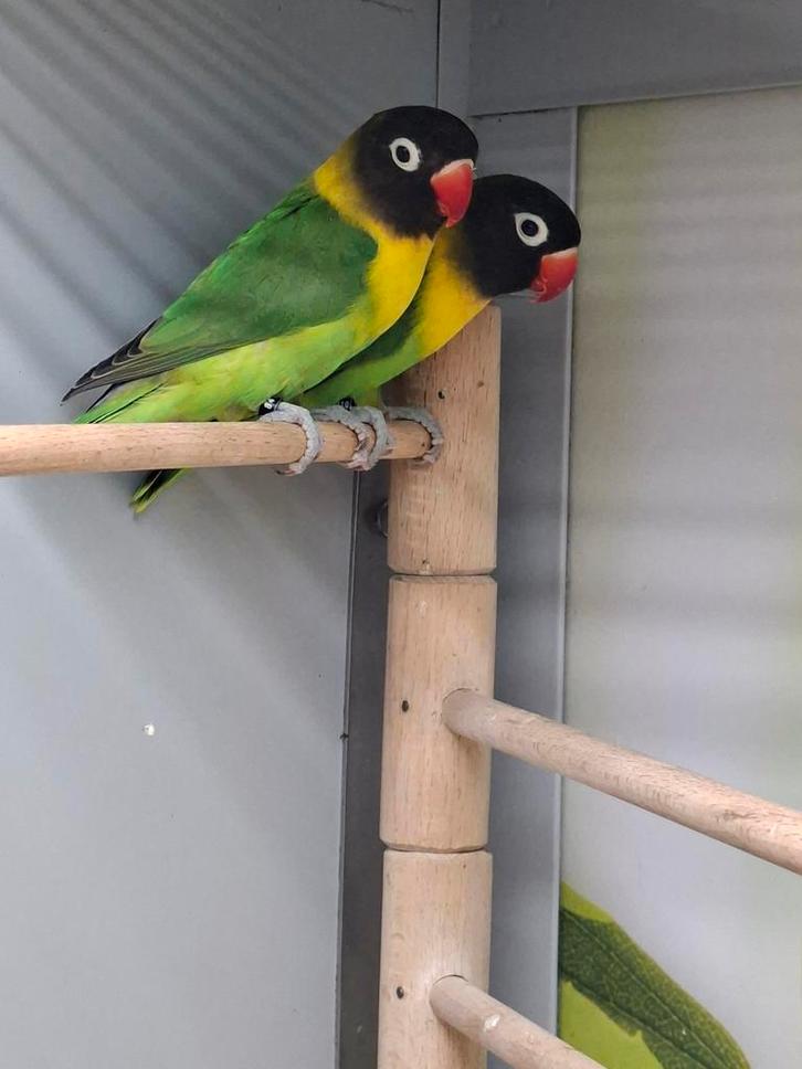 Meerdere Agaporniden, Dieren en Toebehoren, Vogels | Parkieten en Papegaaien, Dwergpapegaai of Agapornis, Meerdere dieren