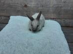 Lief schattig licht grijs konijntje., Dieren en Toebehoren, Konijnen, Mannelijk, Middelgroot, 0 tot 2 jaar