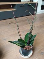 Twee gratis orchideeën, Ophalen, Halfschaduw, Minder dan 100 cm