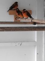 Tekoop bastaard kapoetsijs x knarie mannen, Dieren en Toebehoren, Vogels | Overige Vogels, Mannelijk, Tropenvogel, Geringd