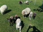 Schapen met lammeren, Dieren en Toebehoren, Schapen, Geiten en Varkens, Meerdere dieren, Schaap