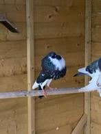 Norwich kropper doffer, Dieren en Toebehoren, Vogels | Duiven, Mannelijk, Kropper