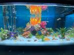 Aquarium, Dieren en Toebehoren, Vissen | Aquaria en Toebehoren, Ophalen, Leeg aquarium