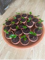 Siciliaanse 🇮🇹🍋boom stekjes 🌱, Huis en Inrichting, Ophalen of Verzenden, Overige soorten, Minder dan 100 cm