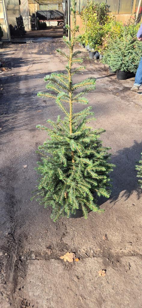 Picea omorika | kerstboom, Tuin en Terras, Planten | Bomen, Overige soorten, Minder dan 100 cm, Volle zon, Bloeit niet, In pot