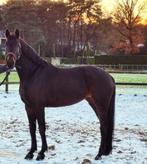 Mooie merrie (gereserveerd), Dieren en Toebehoren, Pony's, Gechipt, Zadelmak, 7 tot 10 jaar, Recreatiepony