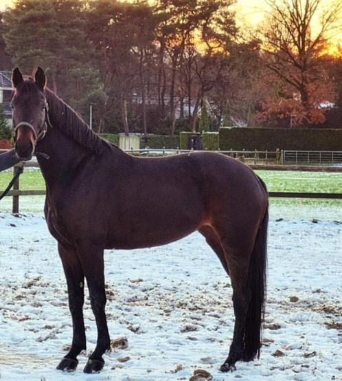 Mooie merrie (gereserveerd), Dieren en Toebehoren, Pony's, Merrie, Zadelmak, E pony (1.48m - 1.57m), Recreatiepony, 7 tot 10 jaar