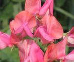 Zaden Lathyrus odoratus Miss Willmott, Ophalen of Verzenden, Voorjaar, Volle zon, Zaad