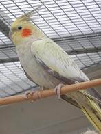 valkparkiet pop, Dieren en Toebehoren, Vogels | Parkieten en Papegaaien, Vrouwelijk, Parkiet, Geringd