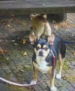 2 Chihuahua’s plus toebehoren, Ophalen of Verzenden