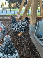 Wyandotte kriel haan + hen, Dieren en Toebehoren, Meerdere dieren, Kip