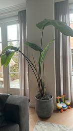 ‘Bananenplant’, Groene kamerplant, Ophalen, Halfschaduw, 100 tot 150 cm