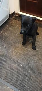 Mechelaar keer hollandse herder, CDV (hondenziekte), 8 tot 15 weken, Meerdere, Meerdere dieren