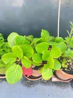 Schoenlappersplant, Tuin en Terras, Vaste plant, Halfschaduw, Zomer, Ophalen