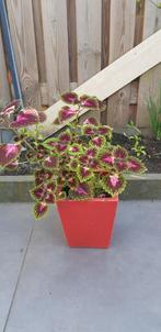 Mooie plant, Ophalen of Verzenden, Halfschaduw, Minder dan 100 cm