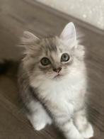 British Longhair kittens, Kater, Ontwormd, 0 tot 2 jaar