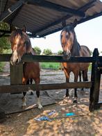 Verzorger/bijrijder gezocht voor merrie en ruin, Ophalen, Nieuw