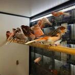 Gezocht harlekijnen kanaries, Meerdere dieren, Kleurkanarie