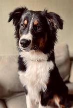 Yoki - HERPLAATSING, Reu, 1 tot 2 jaar, Eén hond, Middel