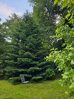 Grote kerstboom  plusminus 12 m, Tuin en Terras, Planten | Struiken en Hagen, Ophalen
