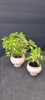 Kamerplant (Coleus) in stenen pot, apart gekleurde bladeren, Huis en Inrichting, Kamerplanten, Ophalen, Halfschaduw, In pot, Minder dan 100 cm