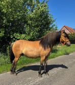 Super knappe B Pony, Dieren en Toebehoren, Pony's, Ruin