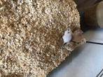 Kleine gerbils, Dieren en Toebehoren, Geslacht onbekend, Mei, Overige typen, Tam
